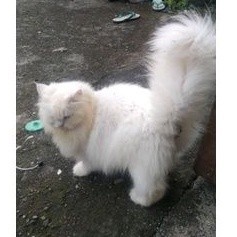 Promo diskon 65% Kucing persia Indukan siap Reproduksi/jantan/betina/kucing bunting