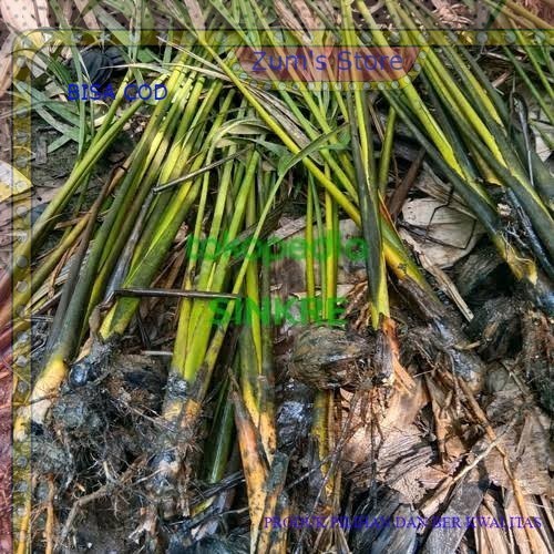 Ready Bibit Pohon Nipah Buah Dahon Tinggi,60-70cm/Pohon