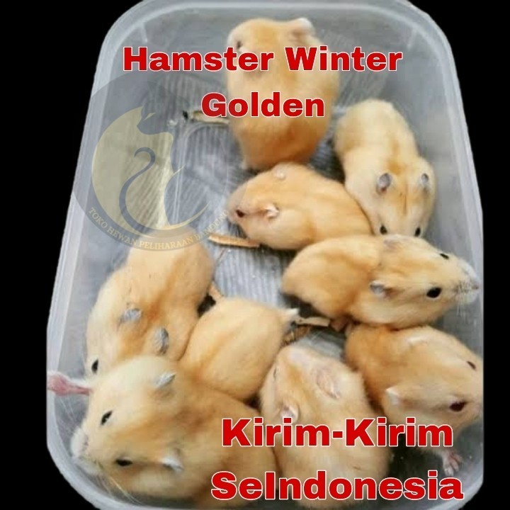 Hamster Jinak Jenis Winter Golden