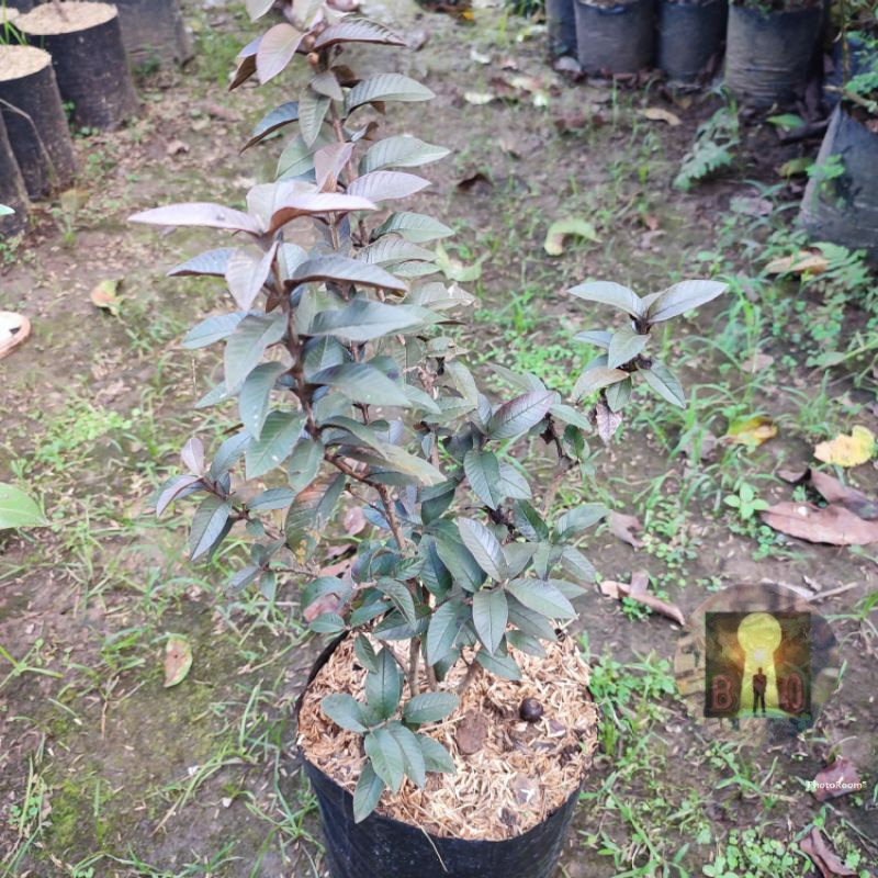 bibit pohon jambu biji mini
