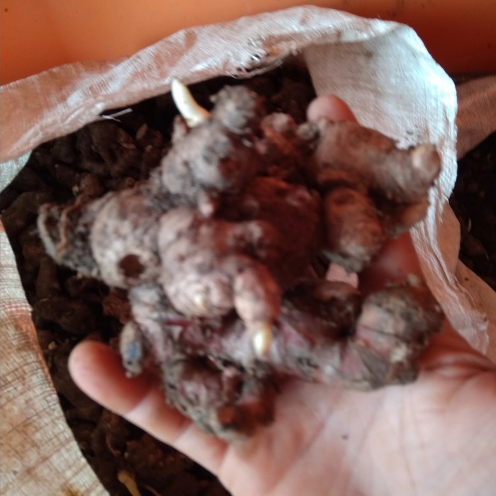 

jahe merah kecil 1 kg segar