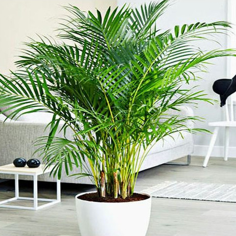 Bibit Pohon Palem Kuning Pembersih Udara