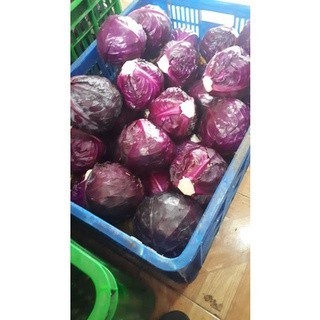 

Kol Ungu Bisa Reguler 1kg