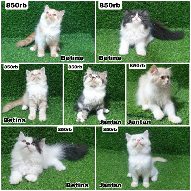 Jual anakan kucing Kitten persia 2.5 bulan jantan betina angora anggora munchkin himalaya ragdol sco