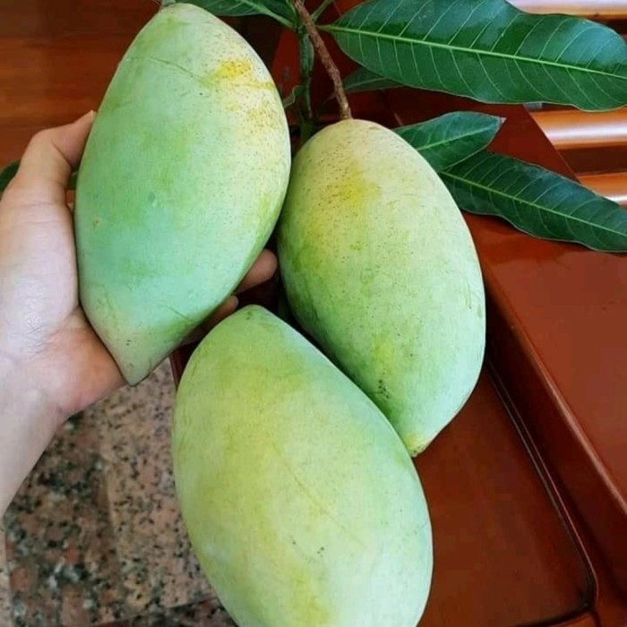 BIBIT TANAMAN MANGGA GOLEK MADU