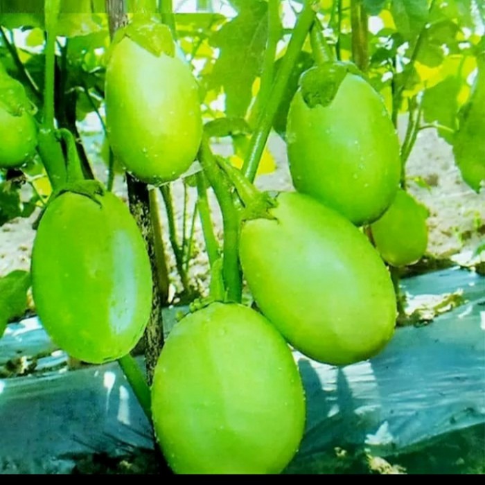 Bibit Terong Hijau Lonjong/ Bibit Tanaman Sayur Terong Hijau Lonjong
