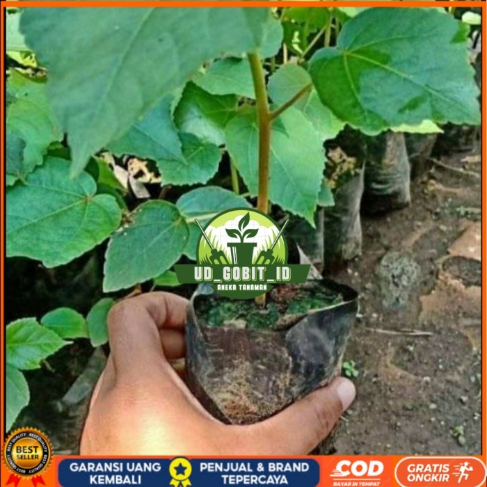 BIBIT POHON BALSA/ BIBIT BALSA 30CM SIAP TANAM/ BIBIT POHON KAYU BALSA Bibit Tanaman Super Unggul UD