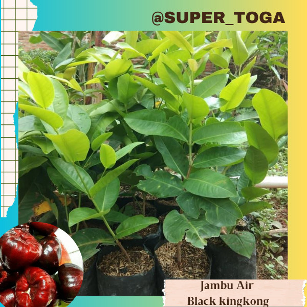 Bibit Jambu Air Black Kingkong Unggul hasil okulasi / sambung pucuk cepat berbuah bibit jambu air bl