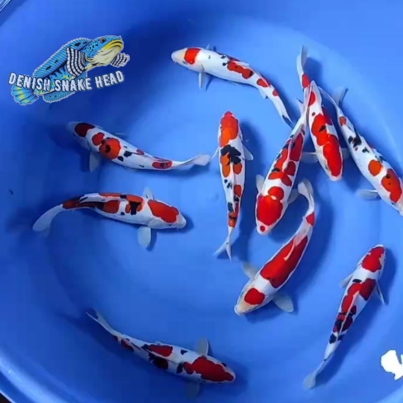 Perlengkapan kolam Ikan koi blitar size 13-15cm paket 10ekor
