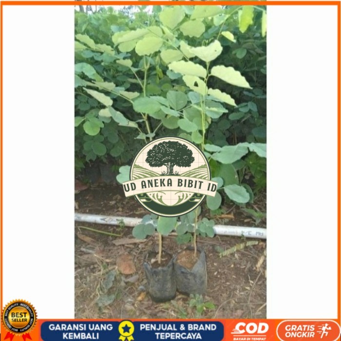 BIBIT TANAMAN POHON KAYU SONOKELING TINGGI 40CM UP Bibit Tanaman Super Unggul UD ANEKA BIBIT ID