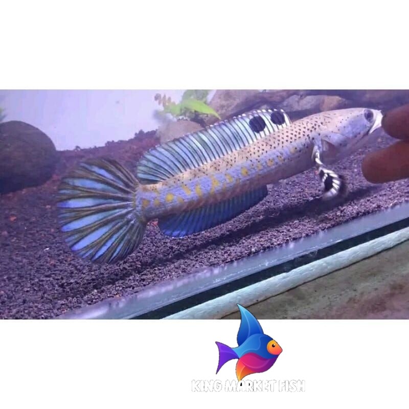 Pemanis aquarium blue pulcra SINGLE TANK full dott yellow spot12-16cm KUALITAS KONTES progres