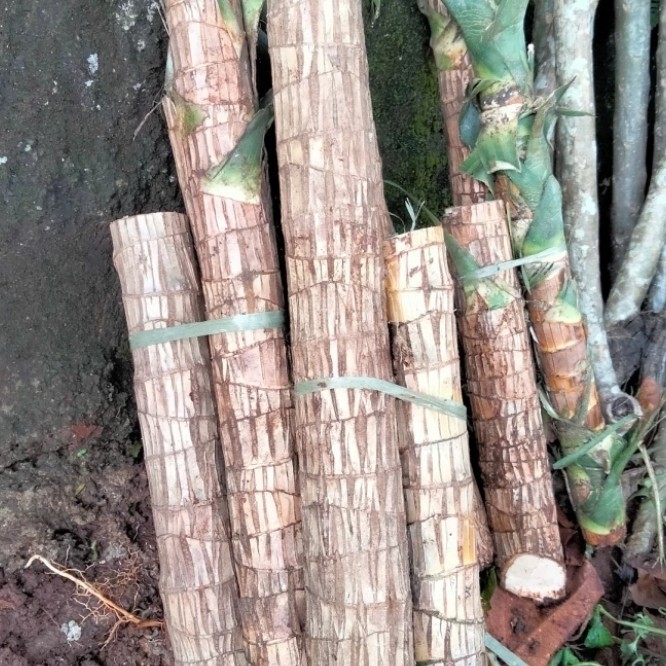 Tanaman Hias batang hanjuang kuning besar.