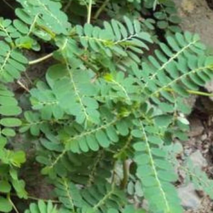 

Hafika Daun Meniran Segar 250 gram⠀⠀⠀⠀⠀