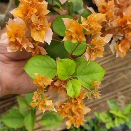 Bougenville Hawai Oren (bibit ORI)