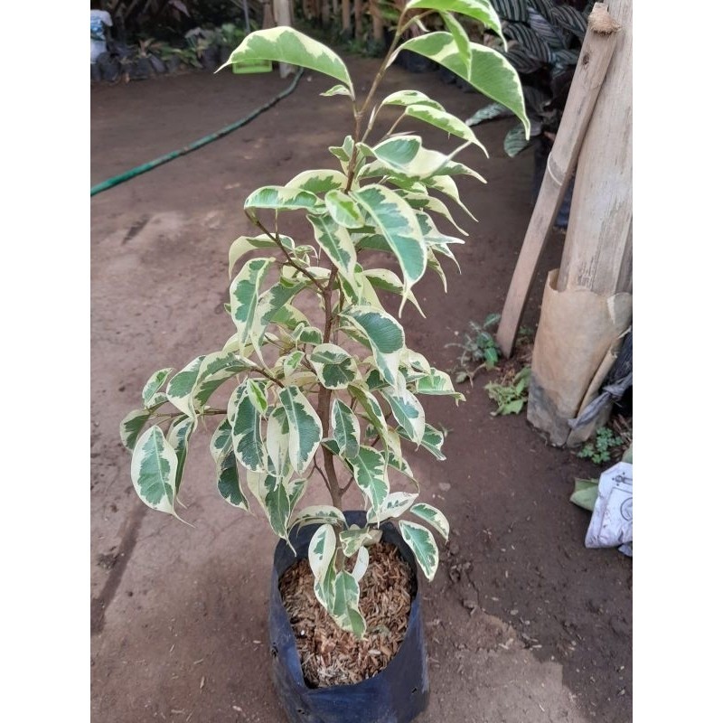 beringin putih tanaman hias bahan bonsai