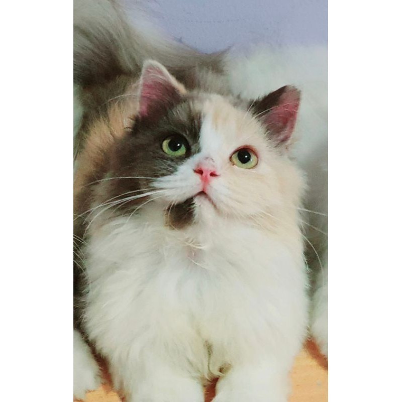 Kucing Persia Himalayan usia 5 bulan