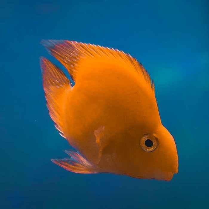 Yellow Parrot Fish No Tail / Parrot Kuning Tanpa Ekor / Ikan Parrot