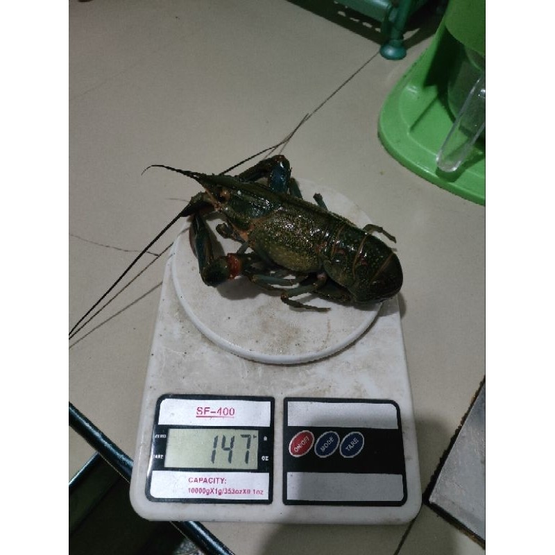 redy Lobster air tawar indukan 4inch 1set 10ekor - Lobster siap budidaya kualitas