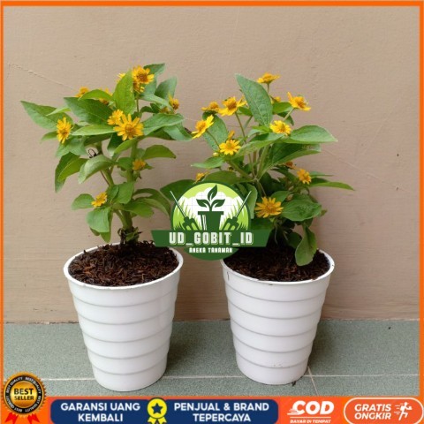 Tanaman Hias Bunga Matahari Mini Bibit Tanaman Super Unggul UD GOBIT ID