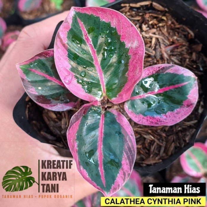 Tanaman hias calathea Cynthia Pink - Calathea Sintia Pink
