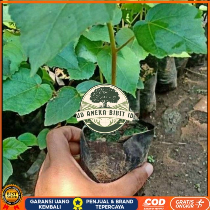 BIBIT POHON BALSA/ BIBIT BALSA 30CM SIAP TANAM/ BIBIT POHON KAYU BALSA Bibit Tanaman Super Unggul UD