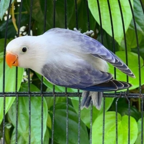 Burung Lovebird Biola Euwing Dark Vio