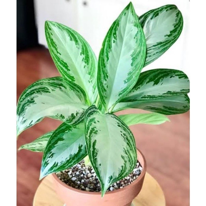 -> ( BISA COD ) Tanaman Hias Aglonema Silver White Blanceng Srirejeki Silver / Bunga Hias Aglaonema 