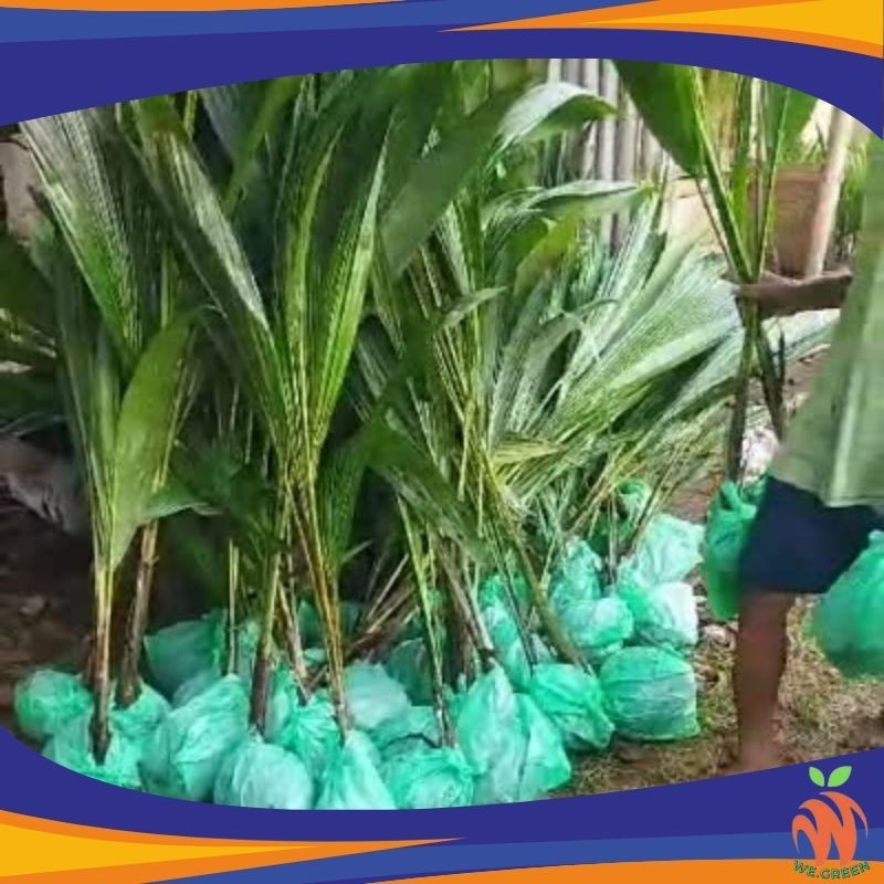 Bibit Kelapa Genjah (Kelapa Hijau Pohon Pendek)