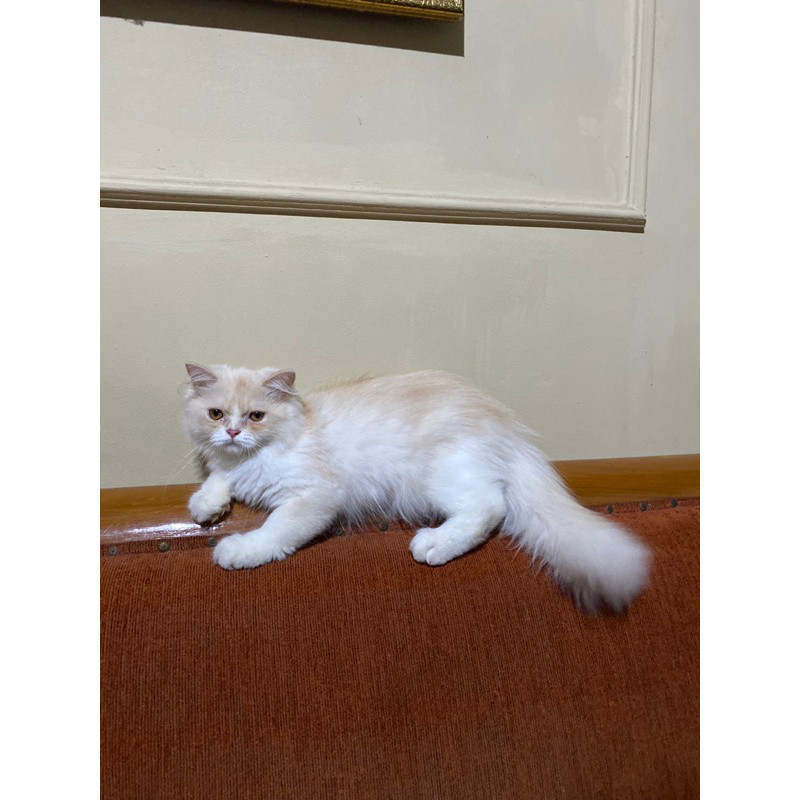 open adopt / lepas adopt kucing kitten persia x ragdoll