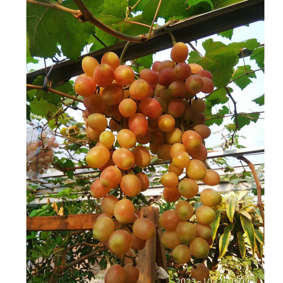 PROMO Bibit Anggur Basanty Premium Benih Buah Anggur Basanti Bibit Tanaman Anggur Hijau Import Berku
