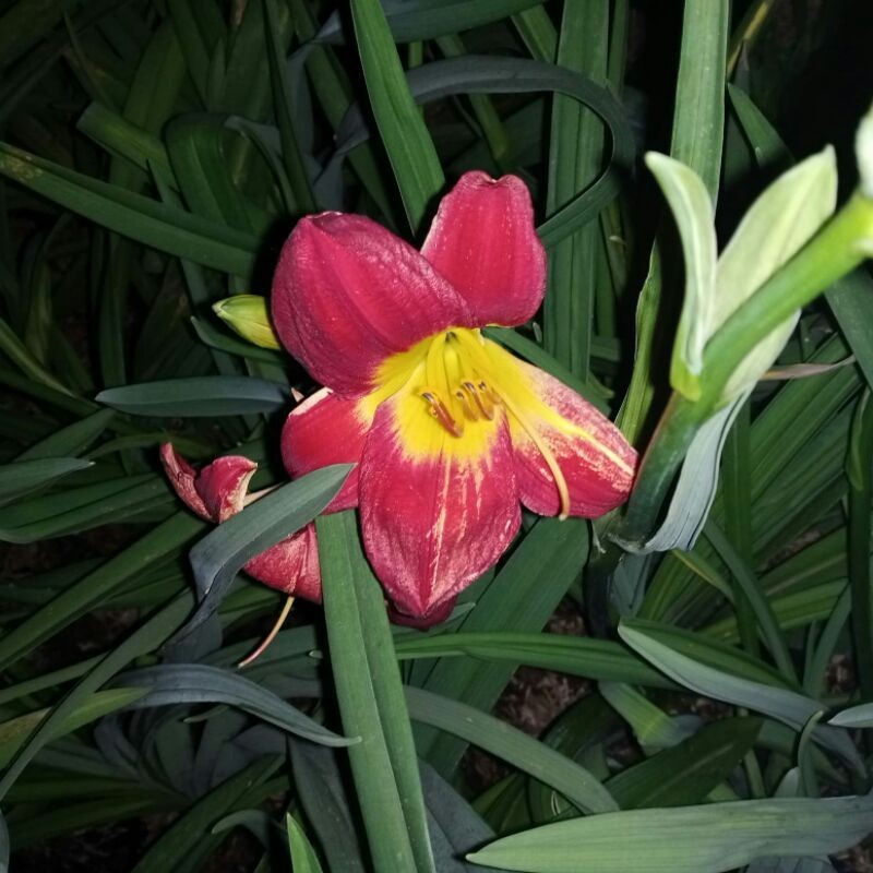 LiLi Bangkok Bunga Merah - Day Lily siap berbunga