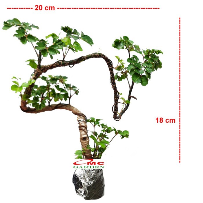 Bonsai Mame Berlangkas Andong Kedondong Laut Ming Aralia Polyscias 001 BARANG BARU
