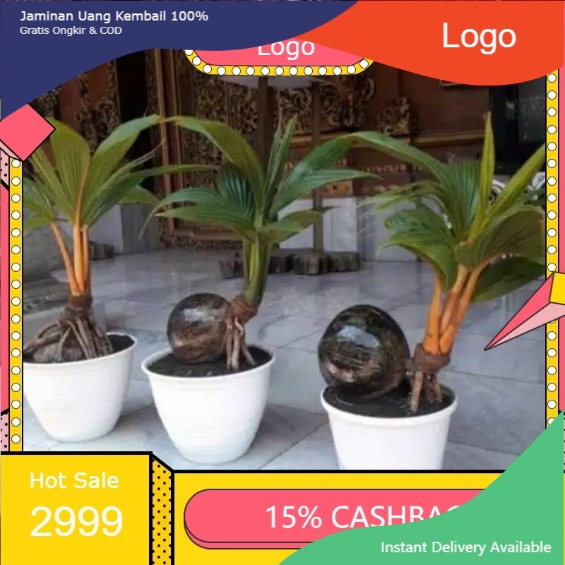 bonsai kelapa tanaman hias, bahan bonsai kelapa mini