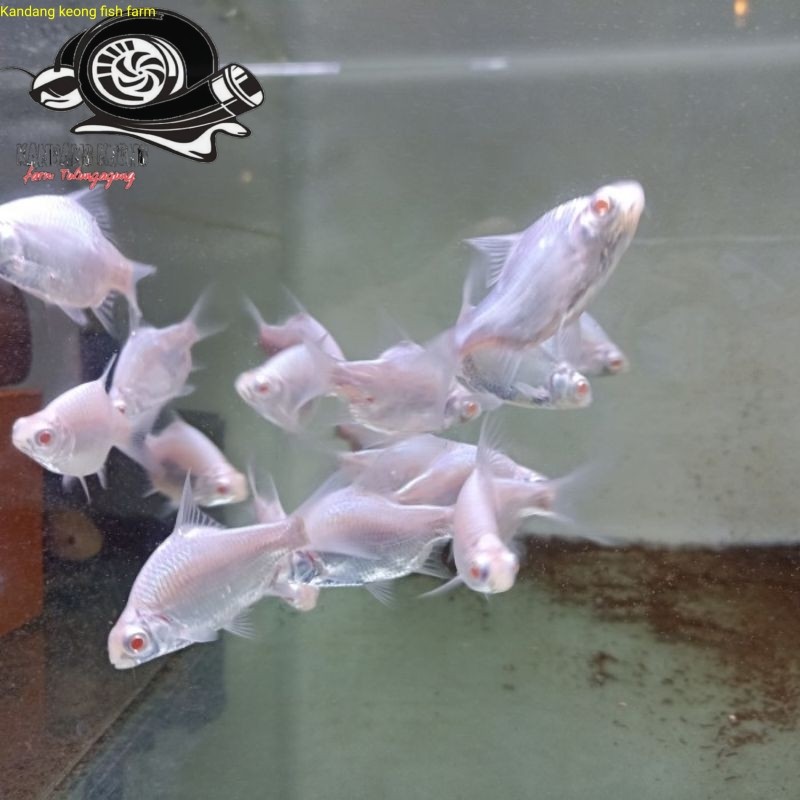 Bigsale aksesoris aquarium Ikan Hias Kaviat Platinum Kaviat Putih Kaviat Pink Kaviat Mata Merah Kavi