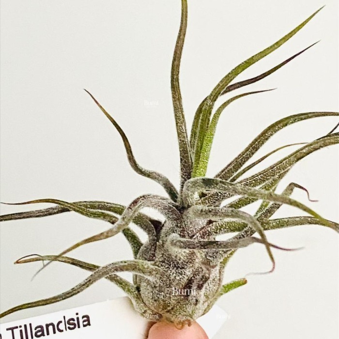 BUMI ORCHIDS Tillandsia pruinosa 'Guatemala' - Air Plants Tanaman Udara