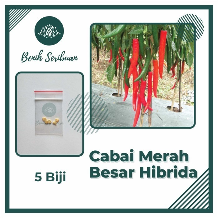 5 Bibit Cabe Merah Besar Hibrida Darmais Benih Cabai Buah Lebat Besar - CM BESAR HIBRID