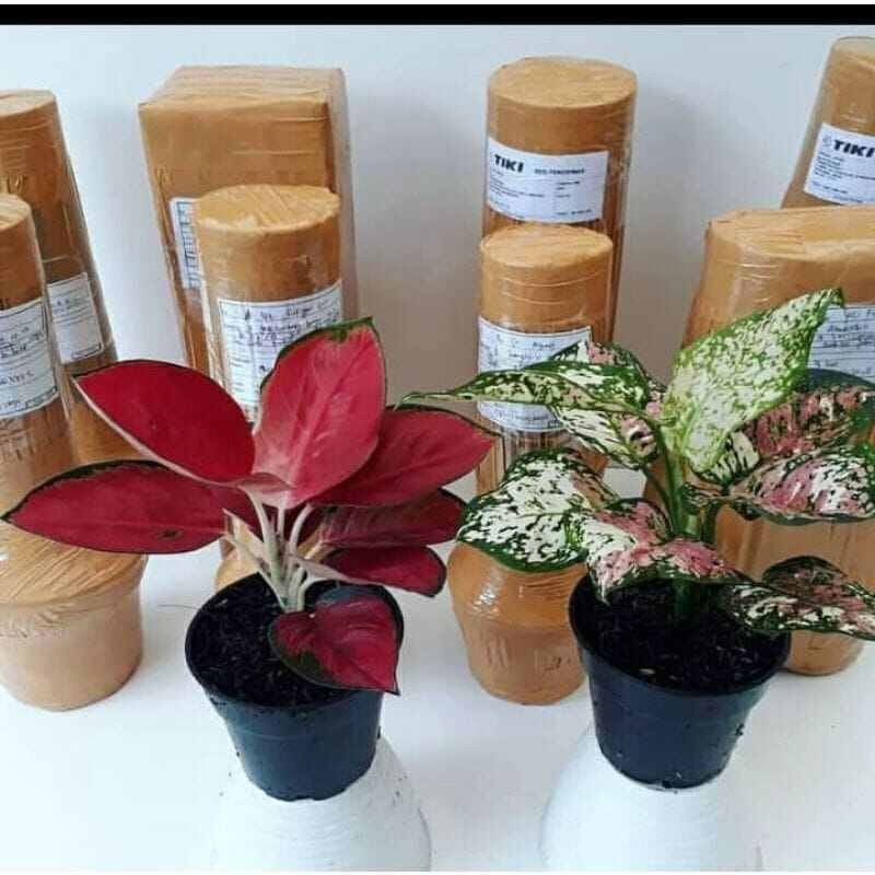 ( PROMO ) PROMO PAKET 2 AGLONEMA SUKSOM JAIPONG/ TRI COLOUR ANAKAN