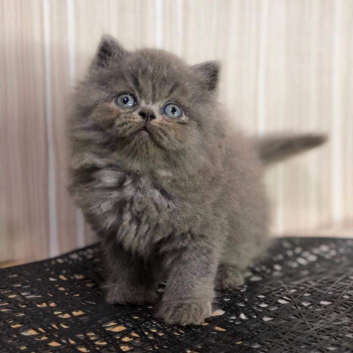 kucing persia abu solid / cat