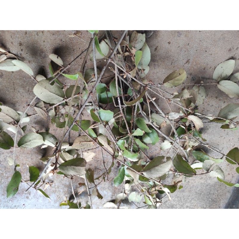 

DAUN BENALU JERUK NIPIS BASAH 500 gram
