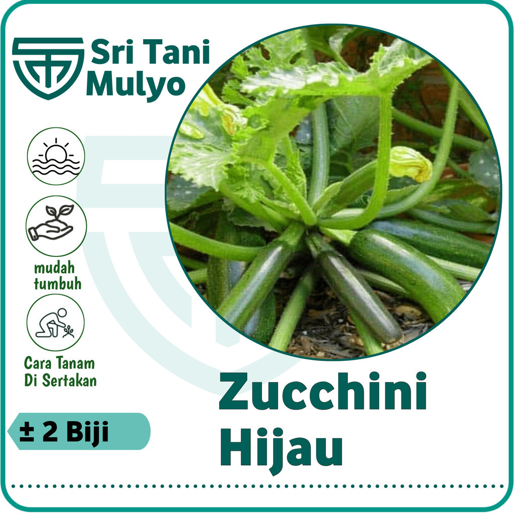 2 Biji - Benih Zucchini Hijau Bibit Tanaman Zukini - Sukini Zukini Zucini IMPORT - Bibit Sayuran