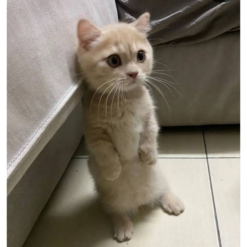 Kucing kitten munchkin BSH / British shorthair cebol (bisa payletter)