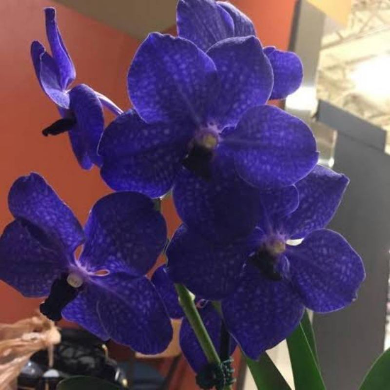 NEW!!ANGGREK DENDROBIUM MAWAR BLUE PEACH Spike/Knop JUMBO (COD)