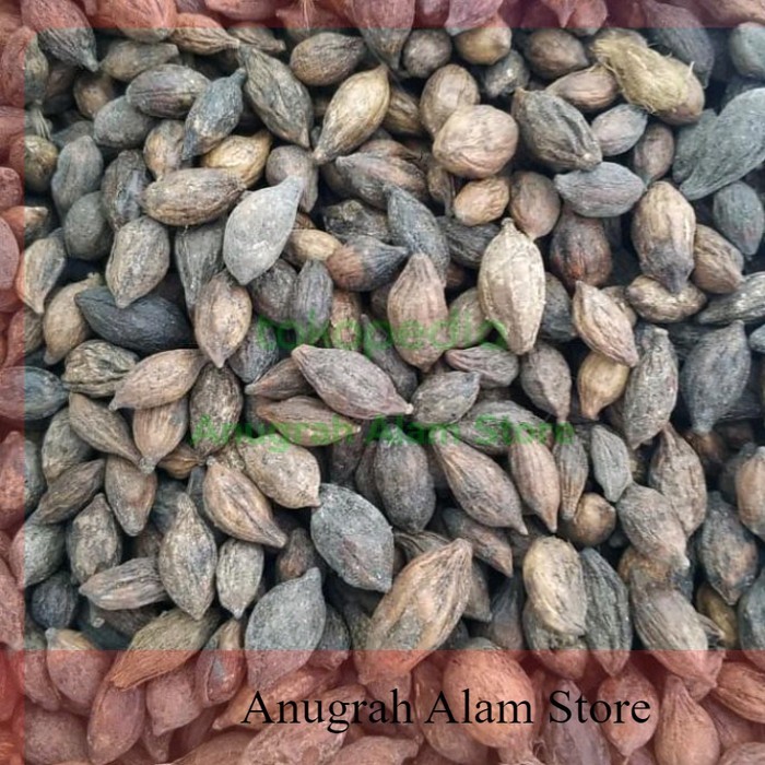 READY BUAH KETAPANG KERING~BUAH KETAPANG PAKAN BURUNG~BELUM DIKUPAS~MURAH