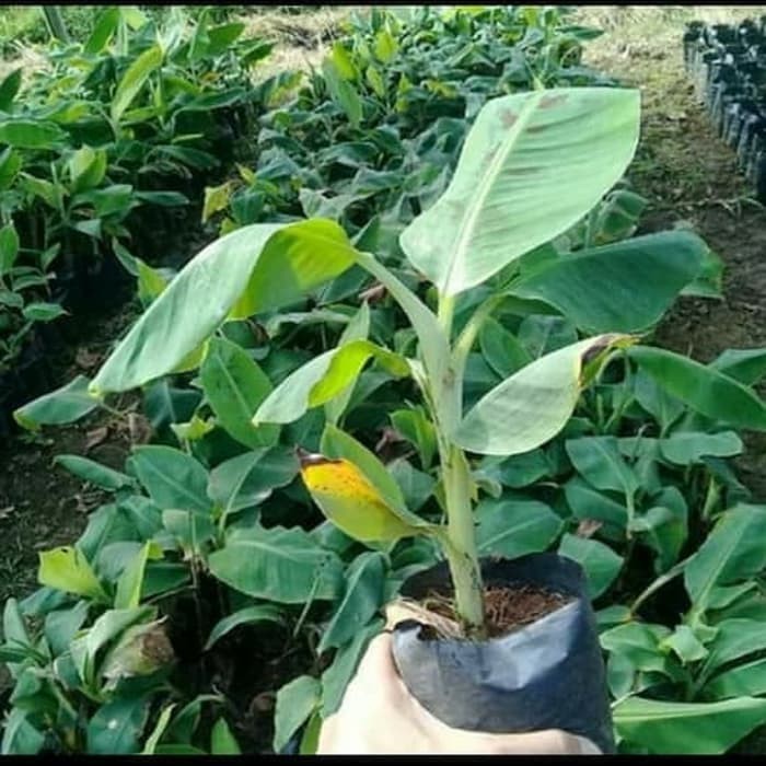 Bibit Pisang Raja Sereh Super / pohon pisang raja