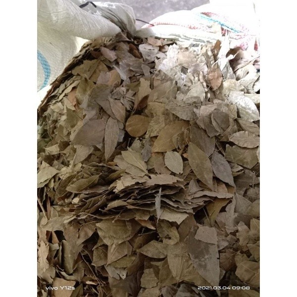 

BUBUK DAUN KEMUNING KERING 1 KG Tanaman Herbal Free Stiker PIRT Random