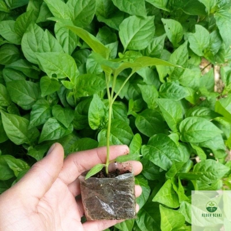 

Paket 20 Bibit Cabe Rawit Setan Siap Tanam