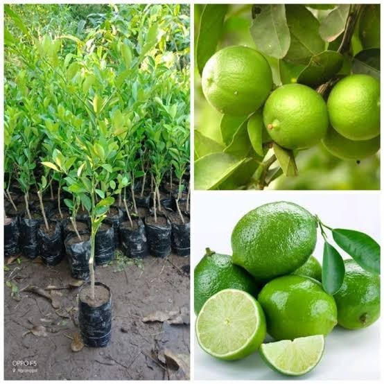 Bibit Tanaman Buah Jeruk Nipis Asli, Pohon Jeruk Nipis Unggul