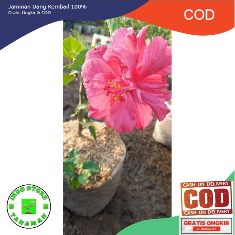 KEMBANG SEPATU BUNGA PINK TUMPUK IMPORT (COD)