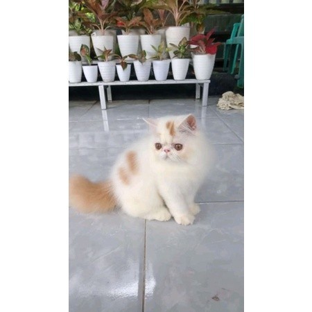 (RAS PEAKNOSE) KUCING KITTEN  PERSIA MEDIUM ANGGORA KUCING JANTAN BETINA HIMALAYA FLATNOSE PEAKNOSE 