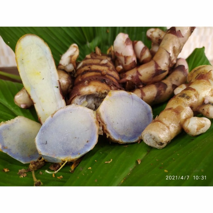 

Temu Hitam Segar Alami 500gr Temu Ireng/Curcuma Aeruginosa